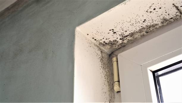 Mold Documentation for Insurance Claims in Lake Mills, WI